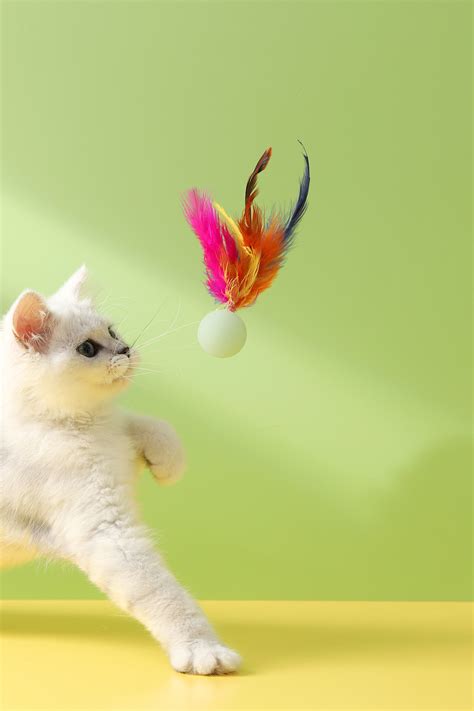 猫咪玩具大全