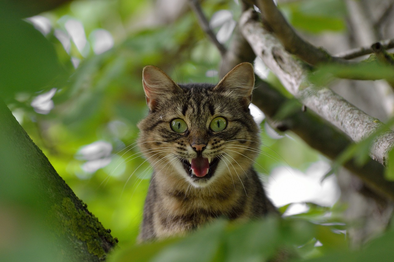 教室里的意外惊喜，猫咪在抽屉中诞生的奇妙故事
