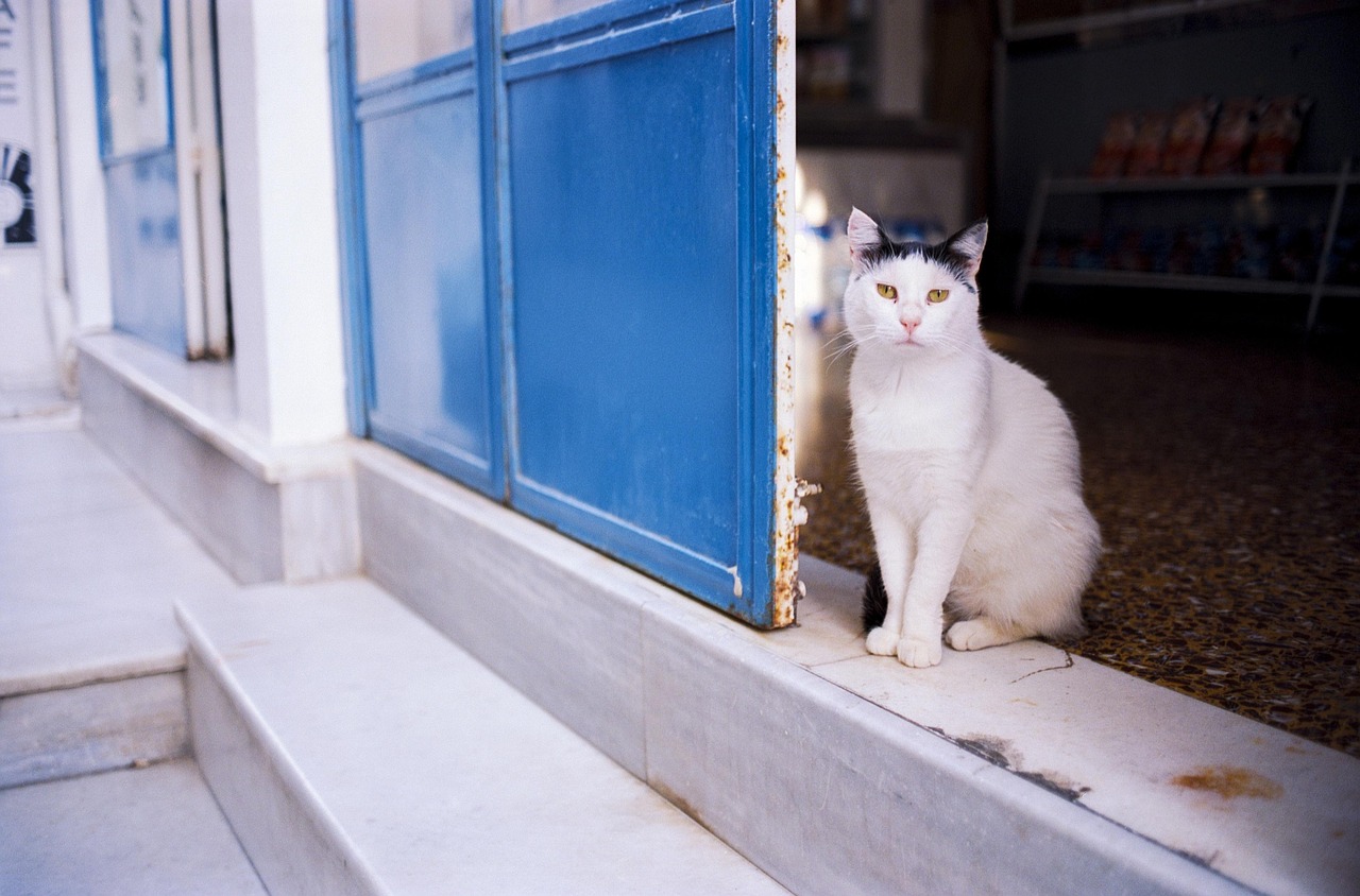 教室里的意外惊喜，猫咪在抽屉中诞生的奇妙故事