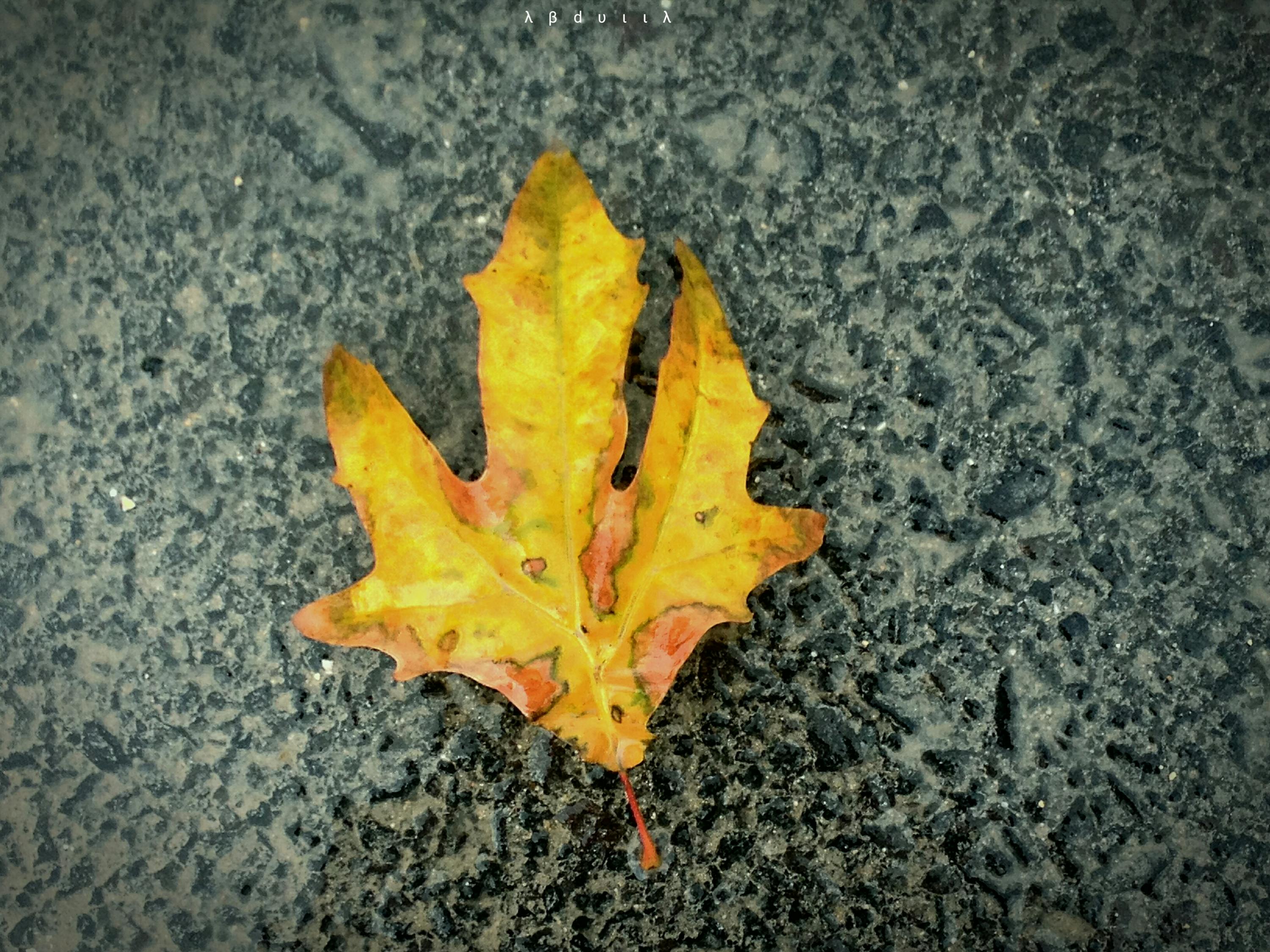 YSL夜皇后精华：肌肤焕发光彩的秘密武器